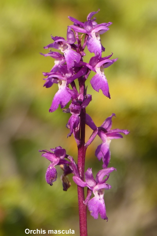 Una giornata tra le orchidee da Villetta Barrea a Scanno - 16 giugno 2021